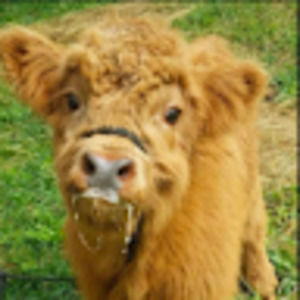 Meet your Posher, Maeve